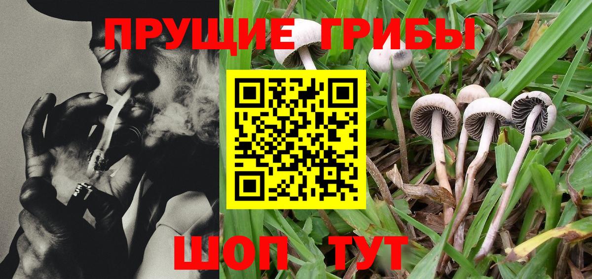 Псилоцибиновые грибы GOLDEN TEACHER Белореченск